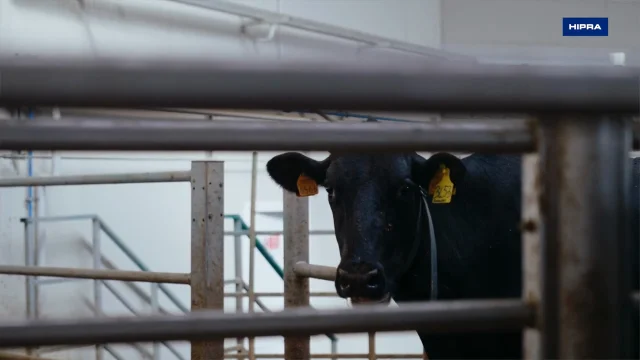 Simplified vaccination and diagnostics