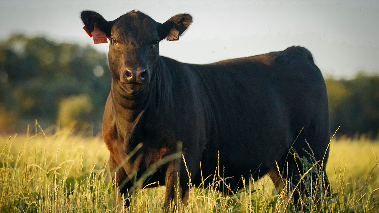 JOÃO DIOGO FERREIRA